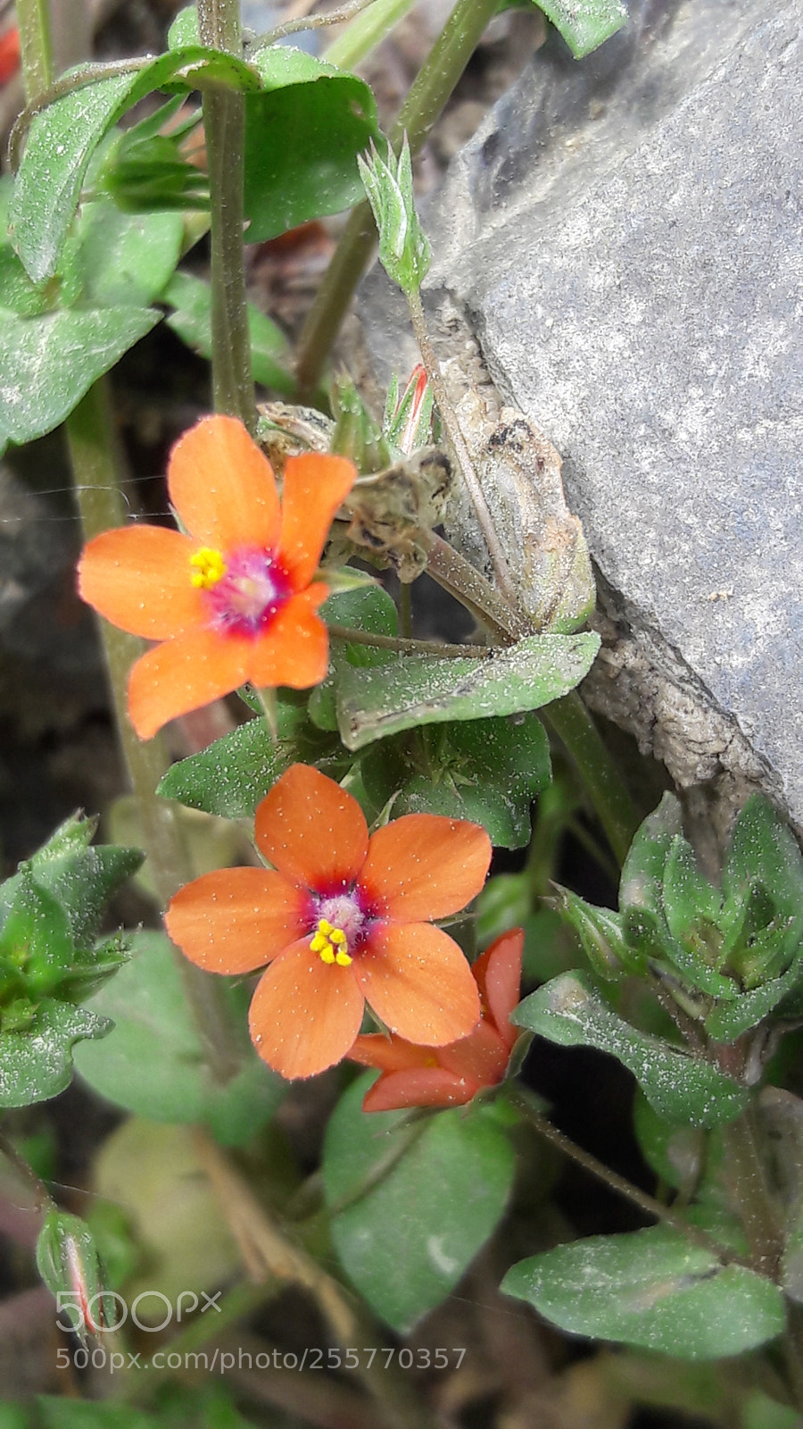 Samsung Galaxy J7 sample photo. Untitled photography