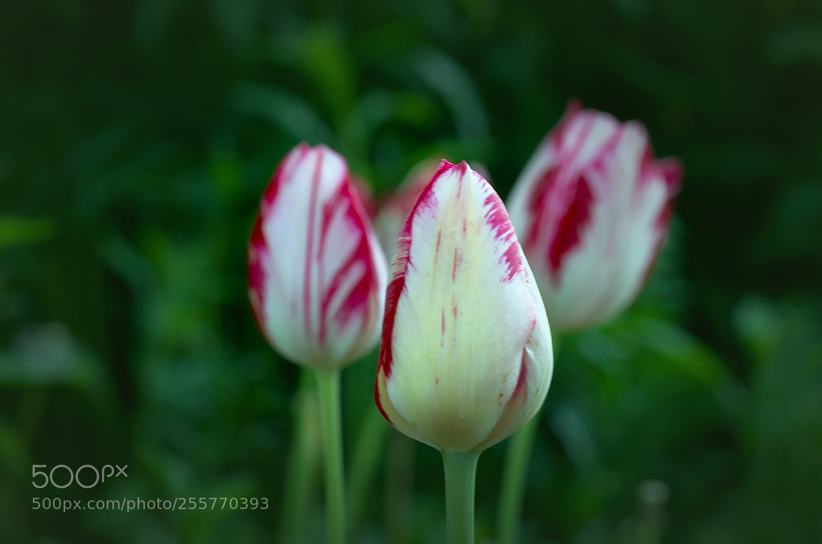 Nikon D7000 sample photo. Three tulips photography