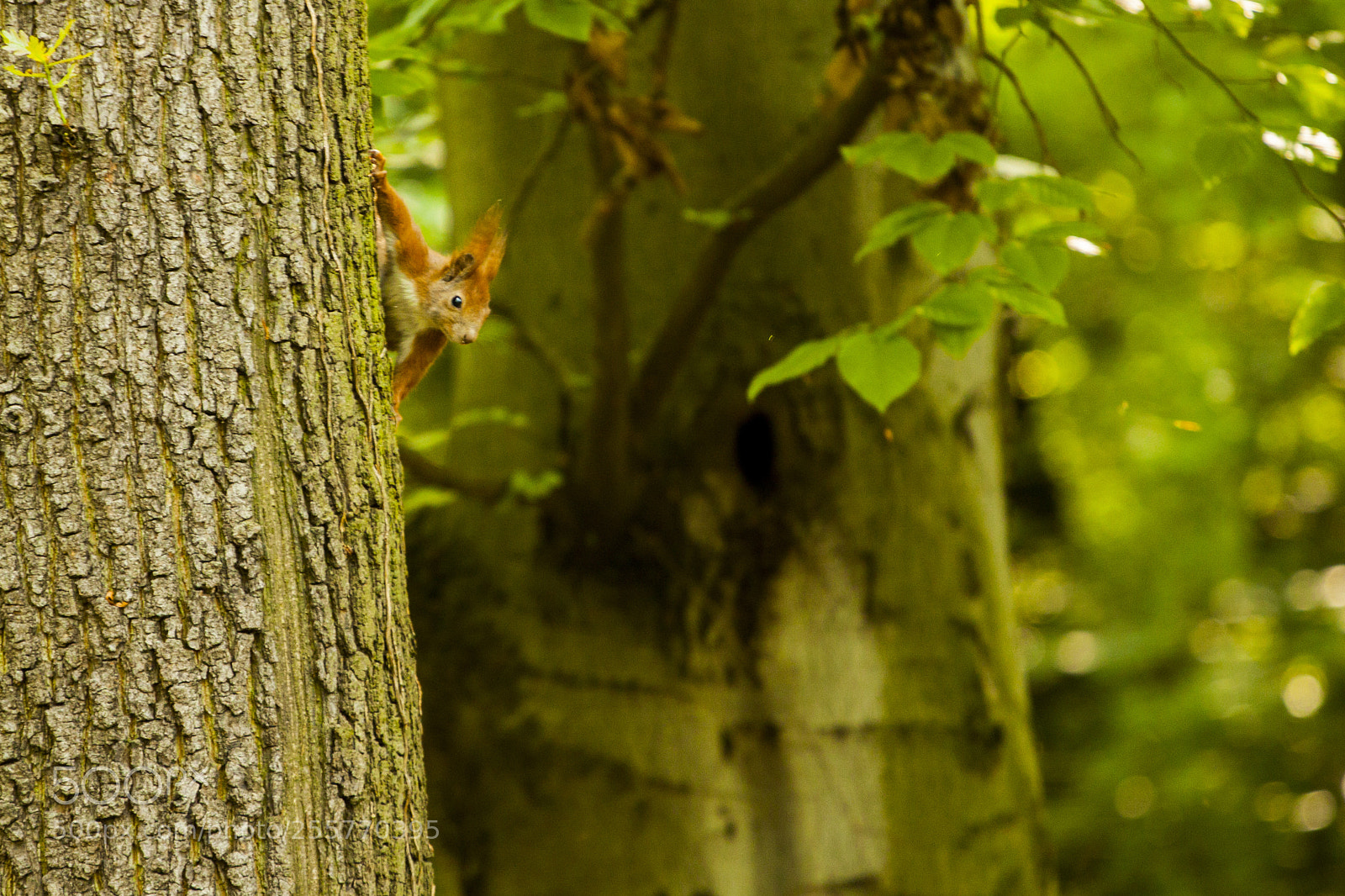 Canon EOS 500D (EOS Rebel T1i / EOS Kiss X3) sample photo. Squirrel photography