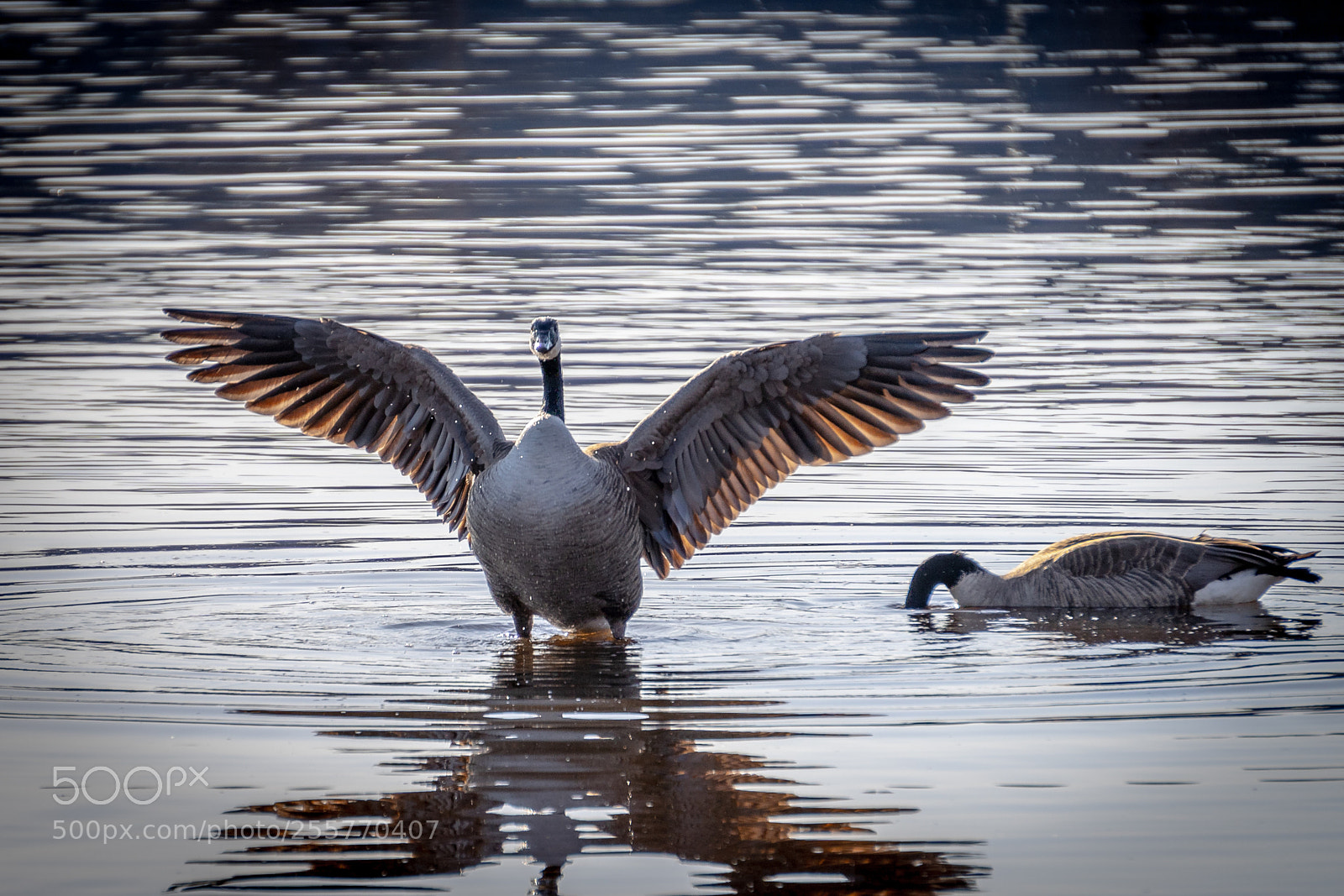 Sony a7 III sample photo. Take off photography