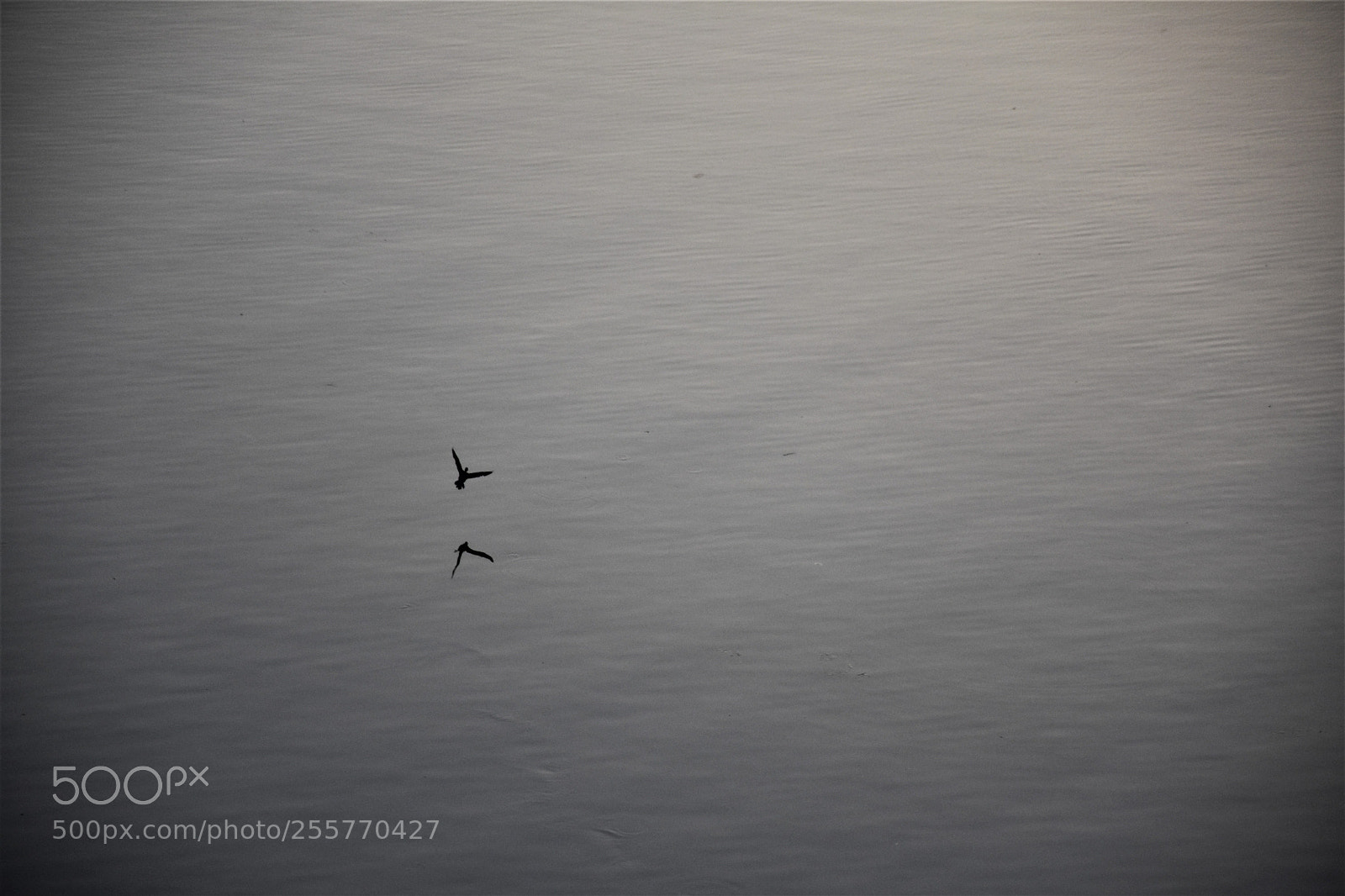 Nikon D7200 sample photo. Of birds and reflections! photography