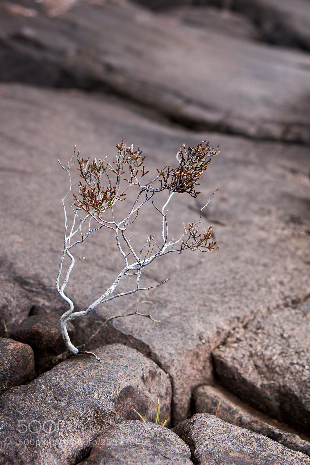 Sony a6000 sample photo. Little tree photography