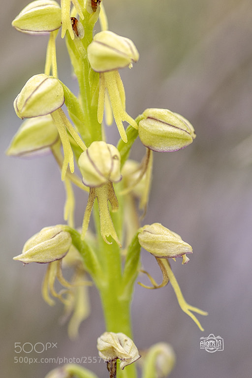 Nikon D610 sample photo. Flor de l'home penjat photography