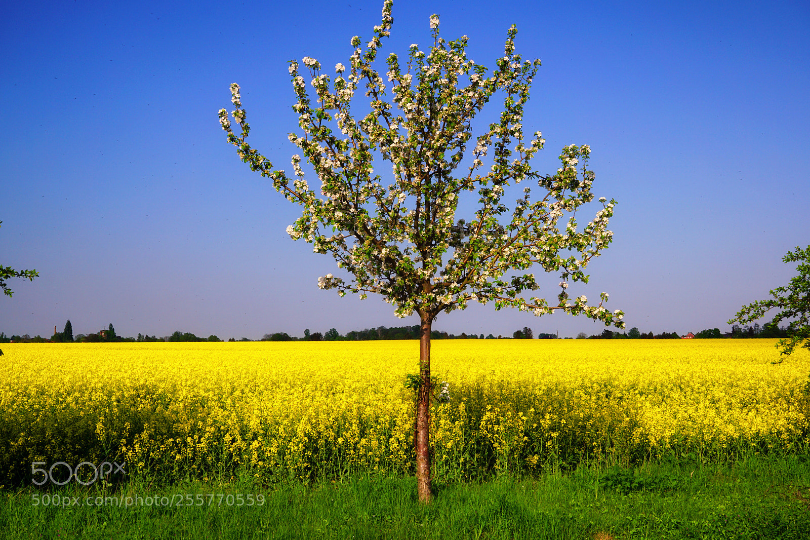 Sony a6000 sample photo. The spring tree photography