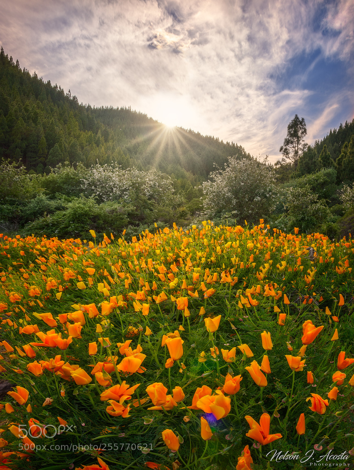 Nikon D7200 sample photo. Primavera en las cumbres photography