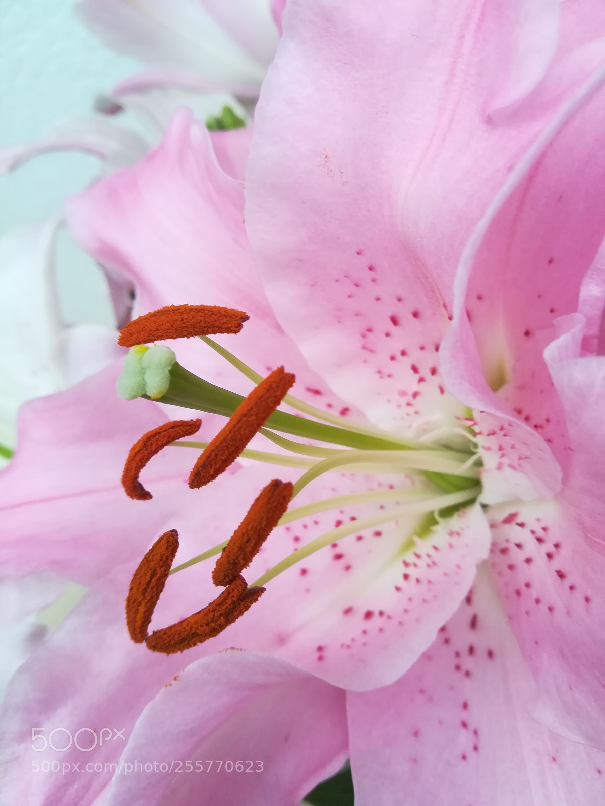 HUAWEI PRA-LX1 sample photo. Fleur de lys photography