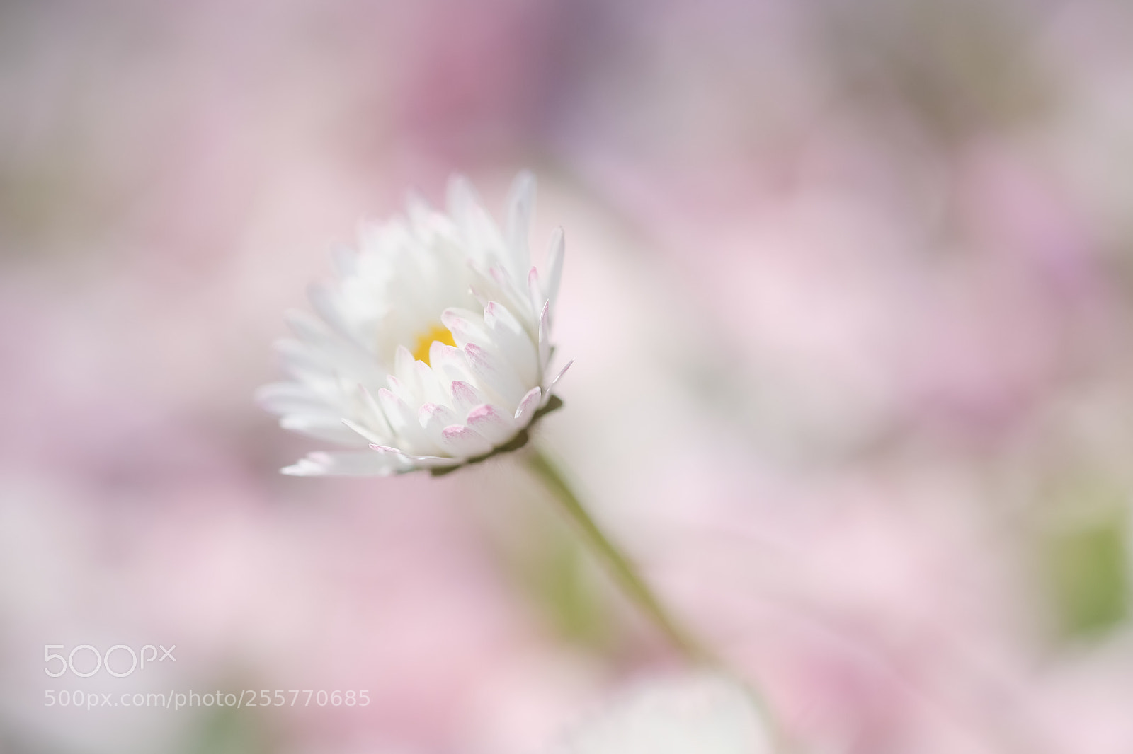 Fujifilm X-Pro2 sample photo. Caresse photography