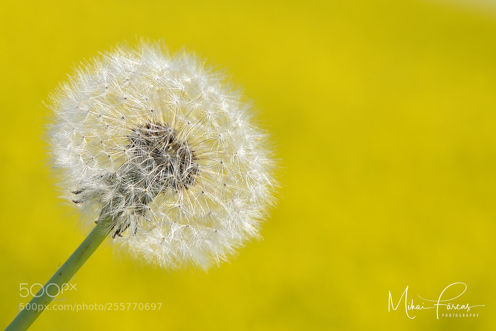 Nikon D610 sample photo. White umbrella photography