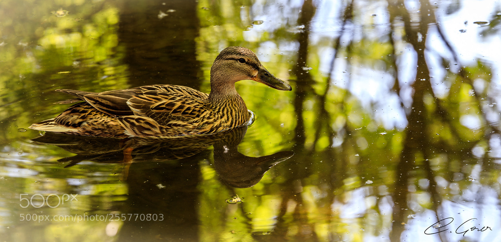 Canon EOS 77D (EOS 9000D / EOS 770D) sample photo. Duck snapshot photography