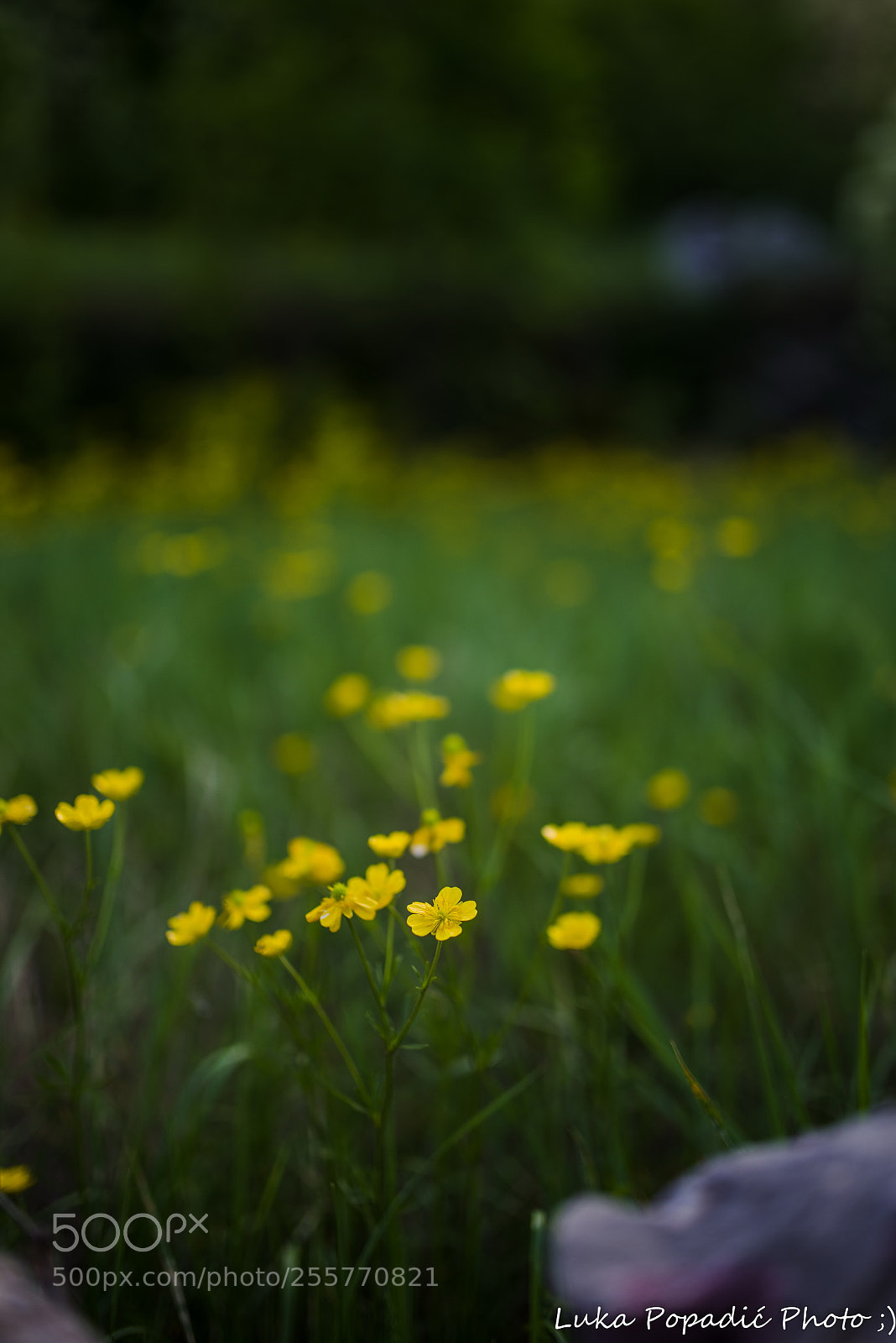 Pentax K-1 sample photo. Spring photography