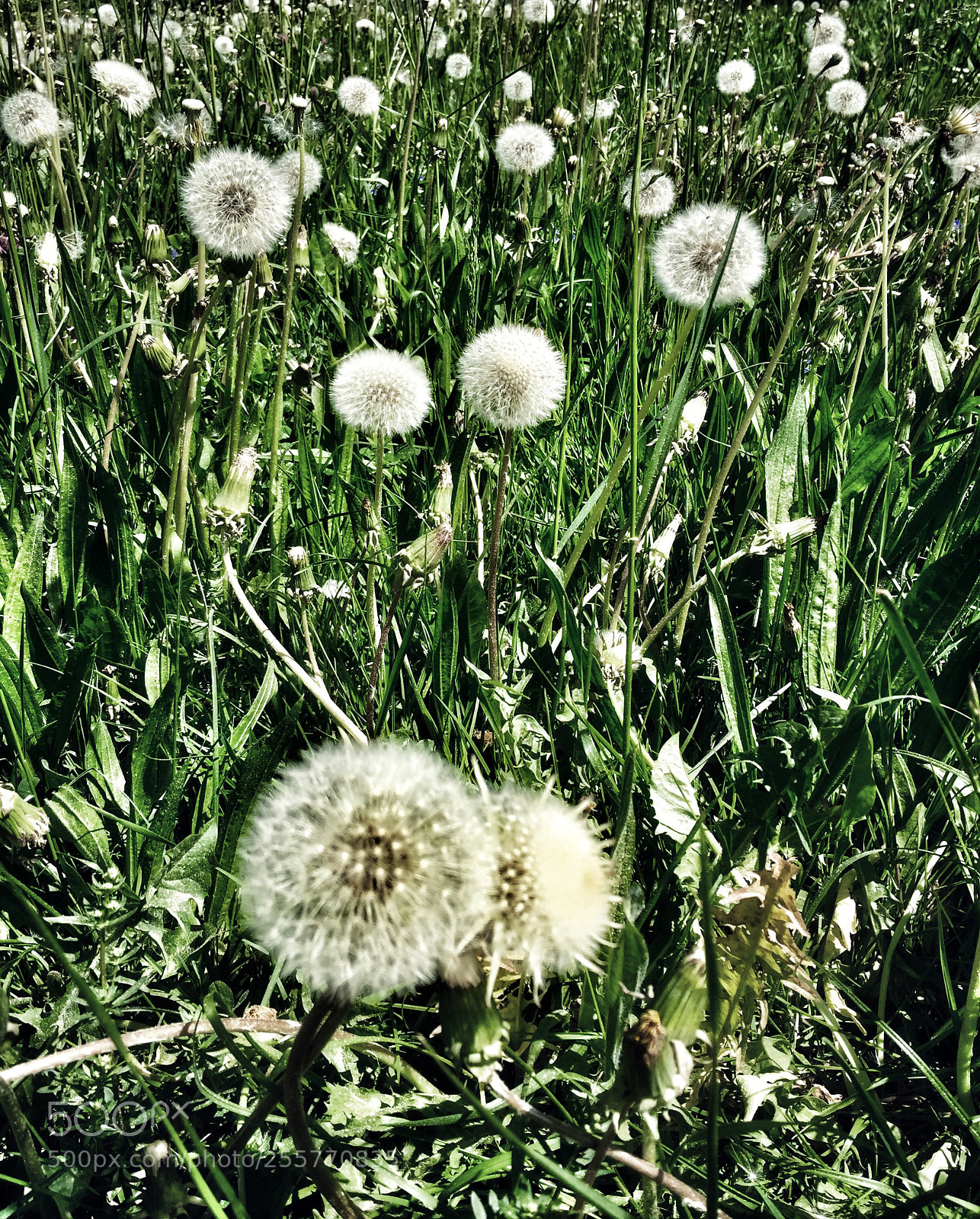 Apple iPhone 6 sample photo. Pusteblume ? photography