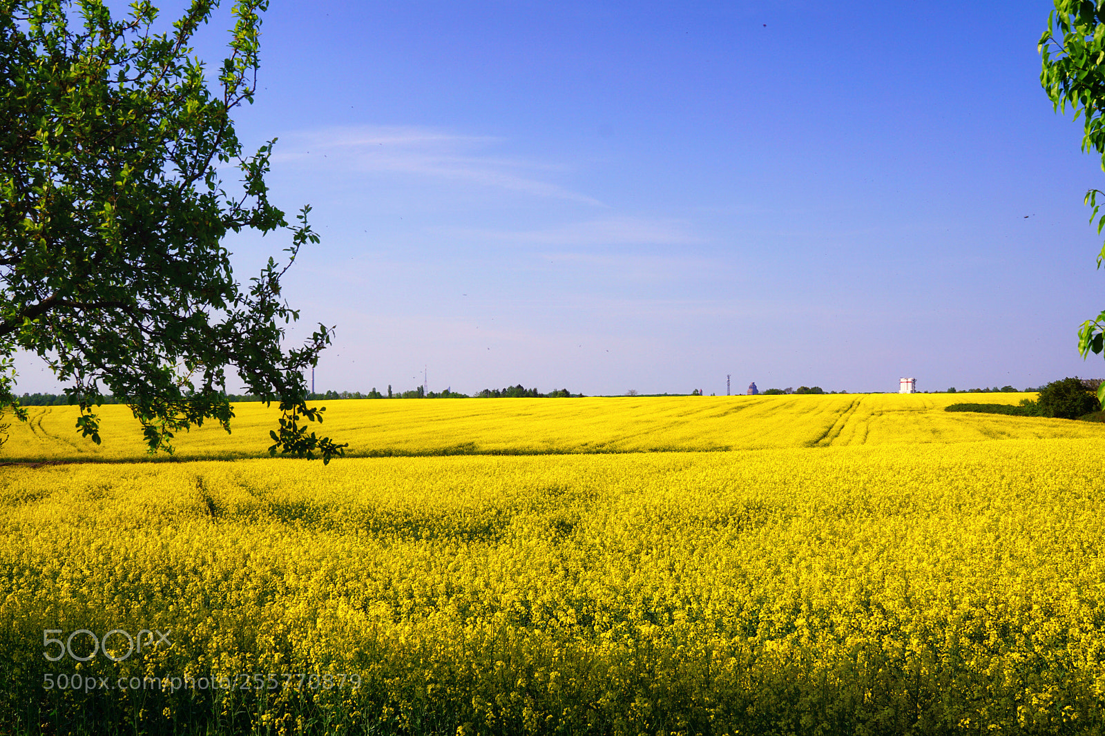 Sony a6000 sample photo. Yellow field photography