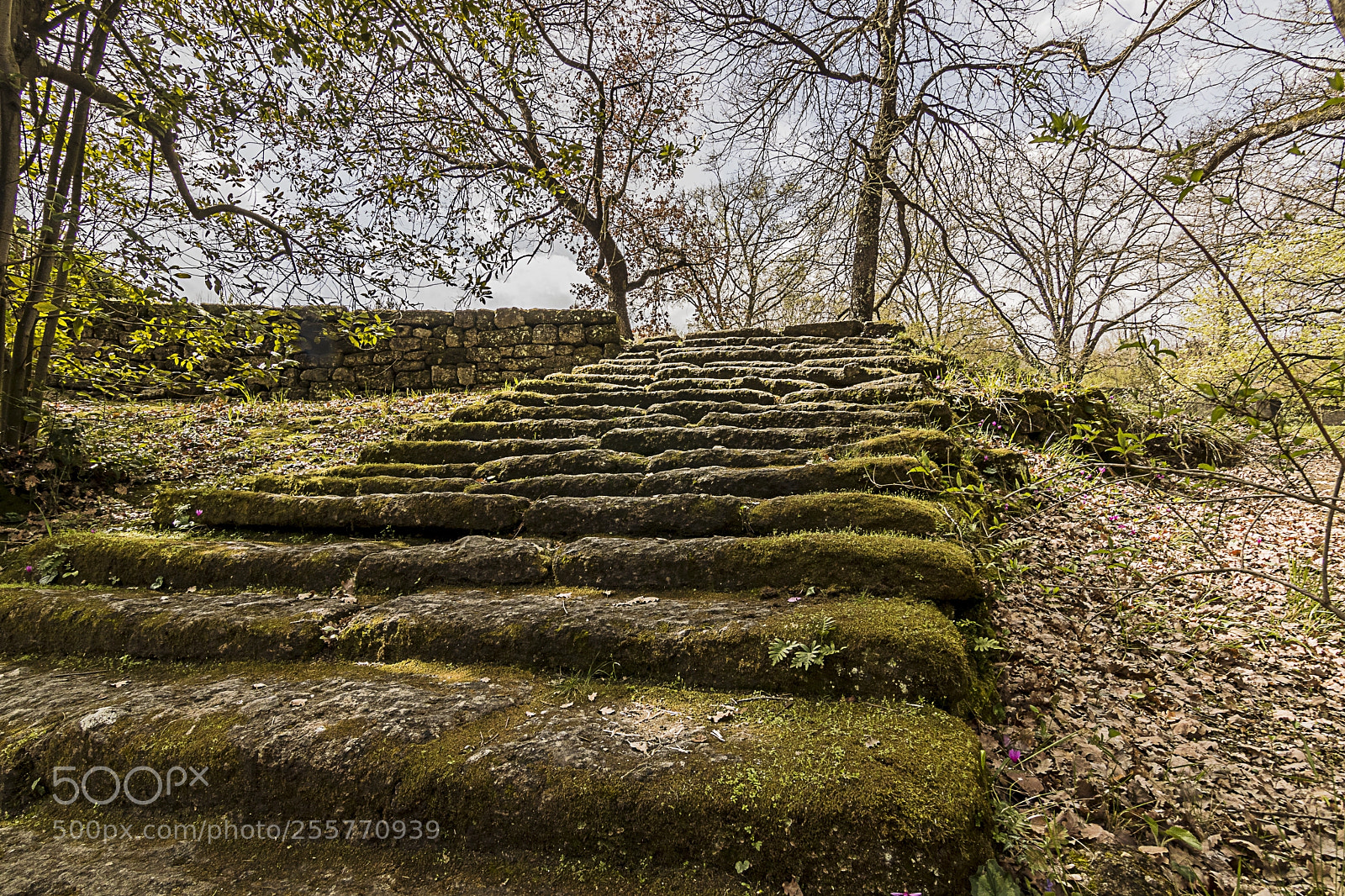 Canon EOS 80D sample photo. Stairway to heaven photography