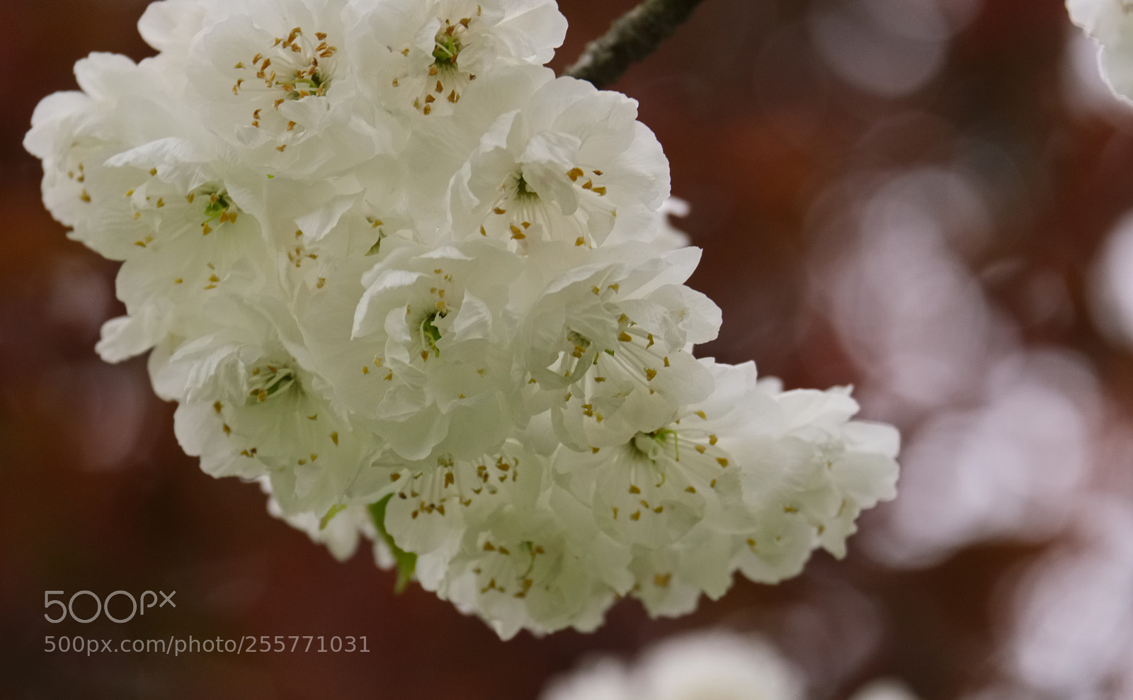 Fujifilm X-T2 sample photo. Blossom photography