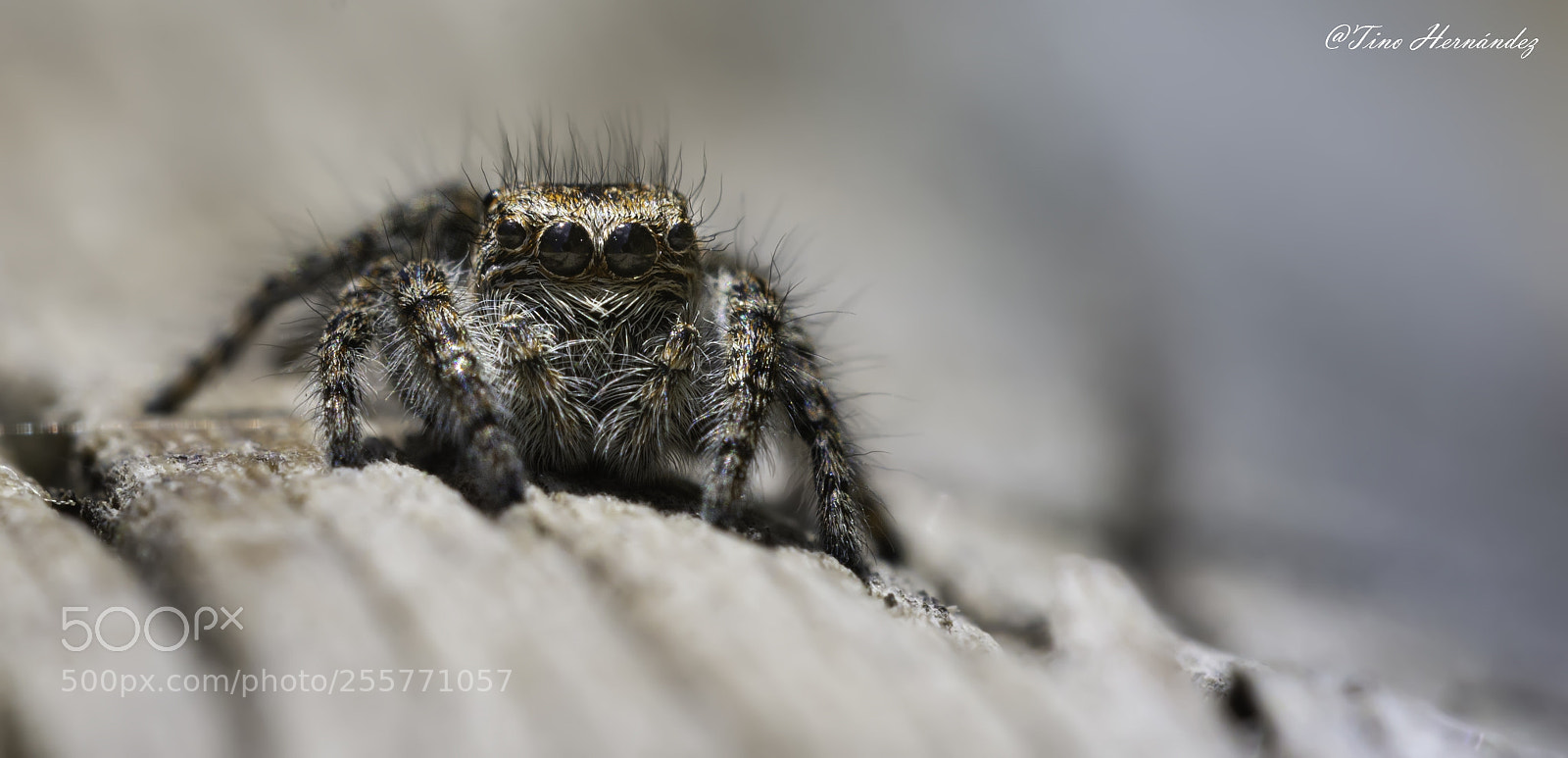 Nikon D7200 sample photo. Jumper spider photography