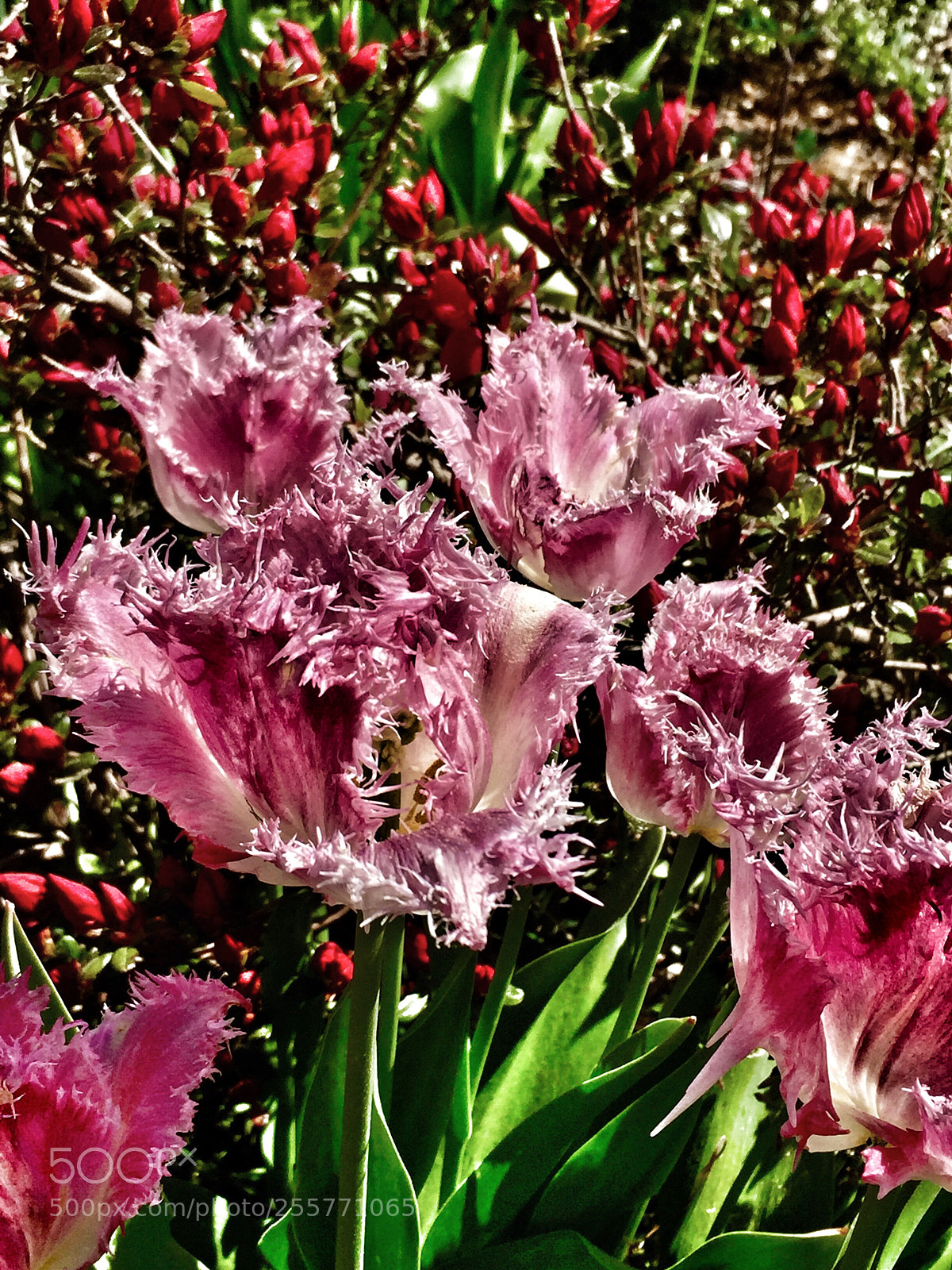 Apple iPhone 6 sample photo. Pink photography