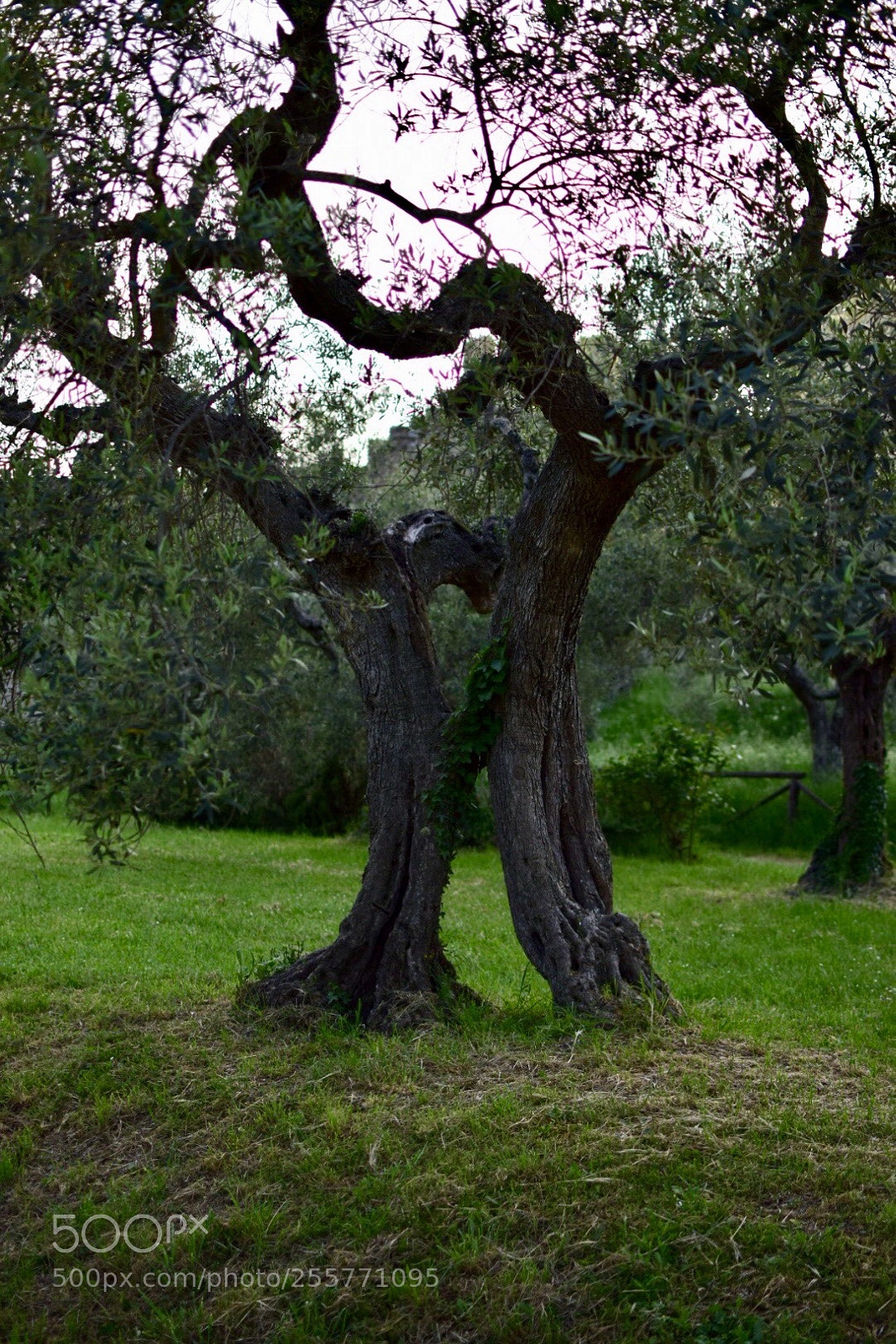 Nikon D5300 sample photo. Ulivo  photography
