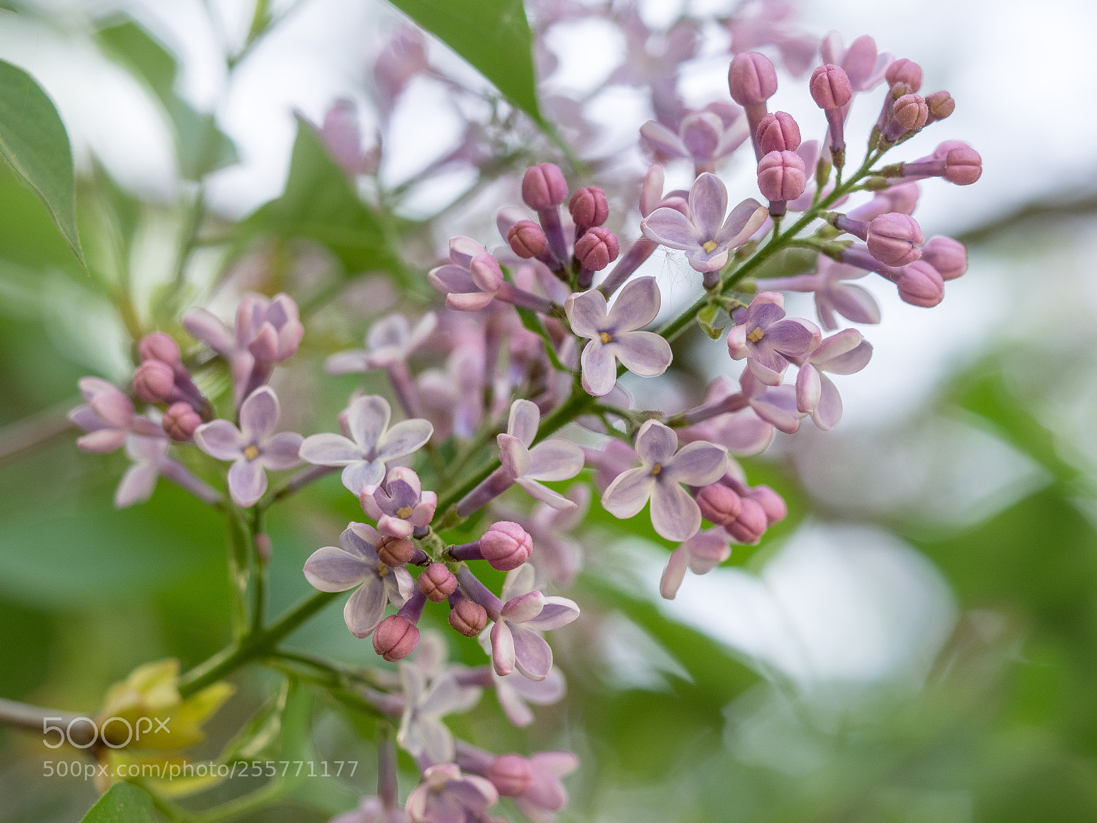 Olympus OM-D E-M1 sample photo. Flieder (syringa vulgaris) photography