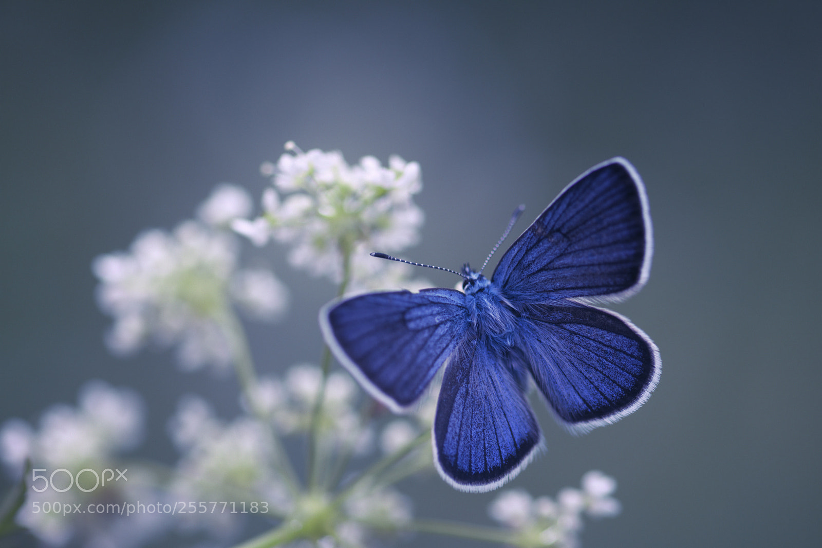 Nikon D7200 sample photo. Blue butterfly photography