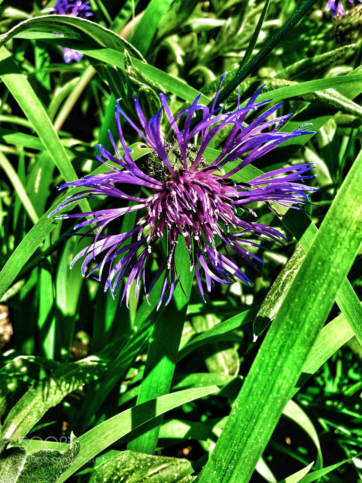 Apple iPhone 6 sample photo. Wonderful photography