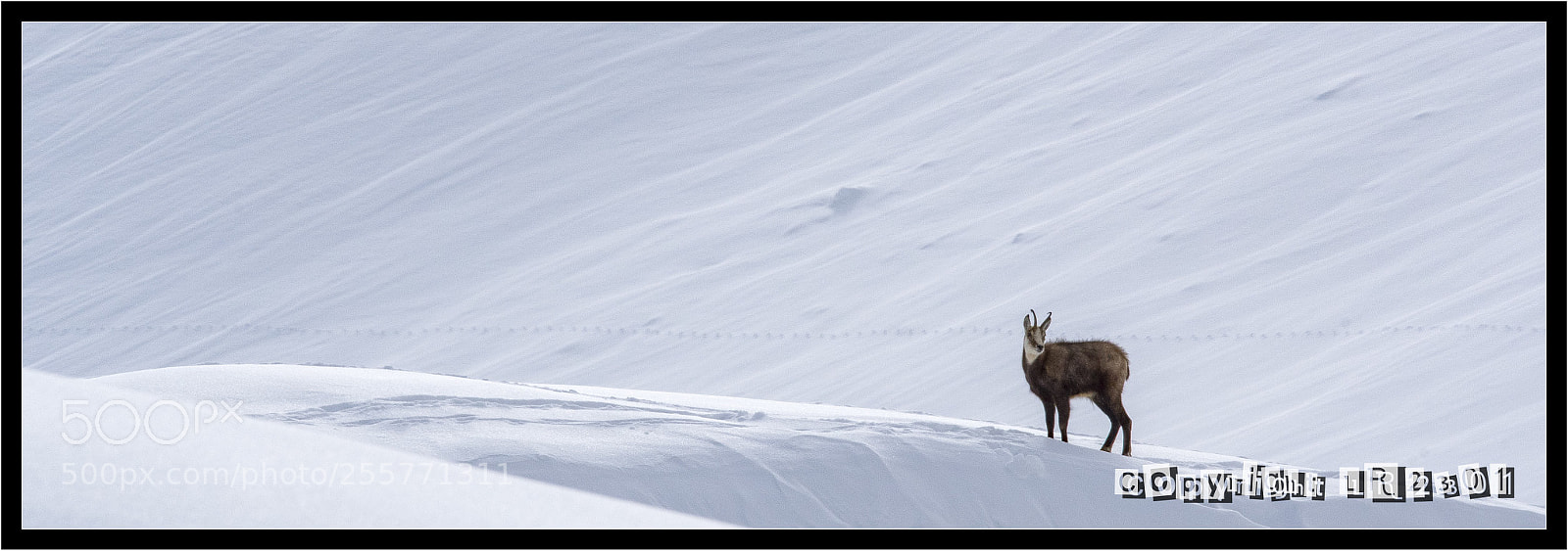 Nikon D500 sample photo. Chamois photography