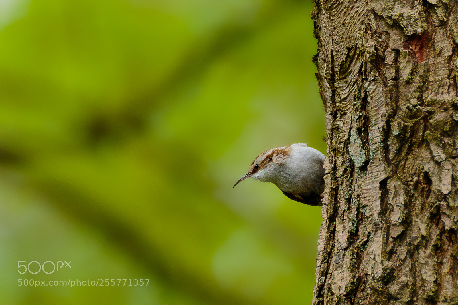 Canon EOS 7D Mark II sample photo. Treecreeper photography