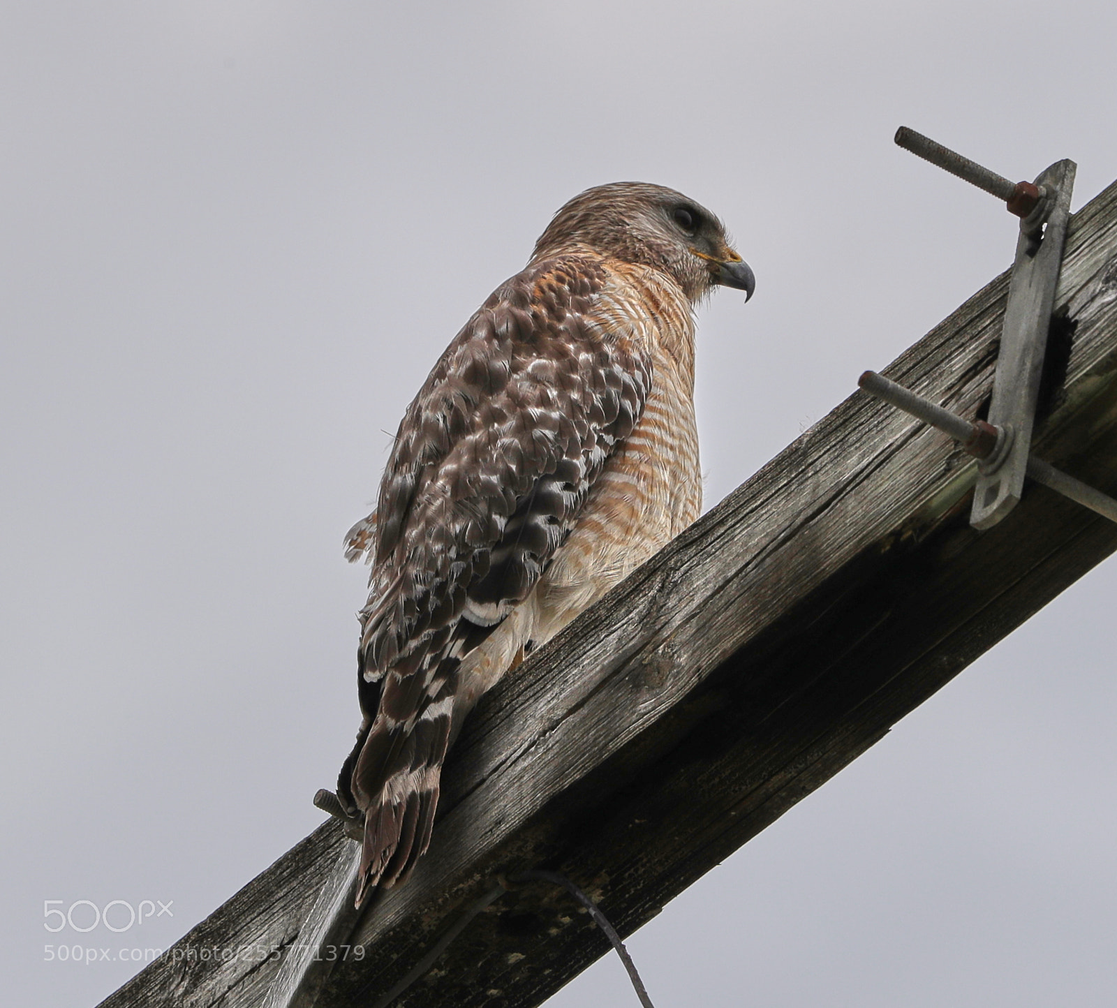 Canon EOS-1D X Mark II sample photo. 04-29-18-0015269.jpg photography