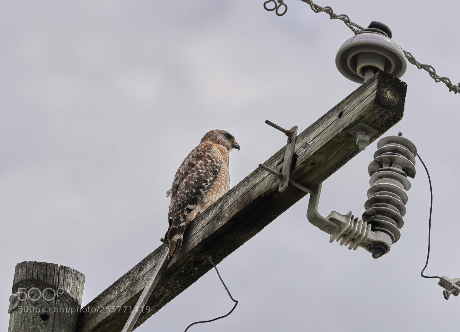 Canon EOS-1D X Mark II sample photo. 04-29-18-0015268.jpg photography