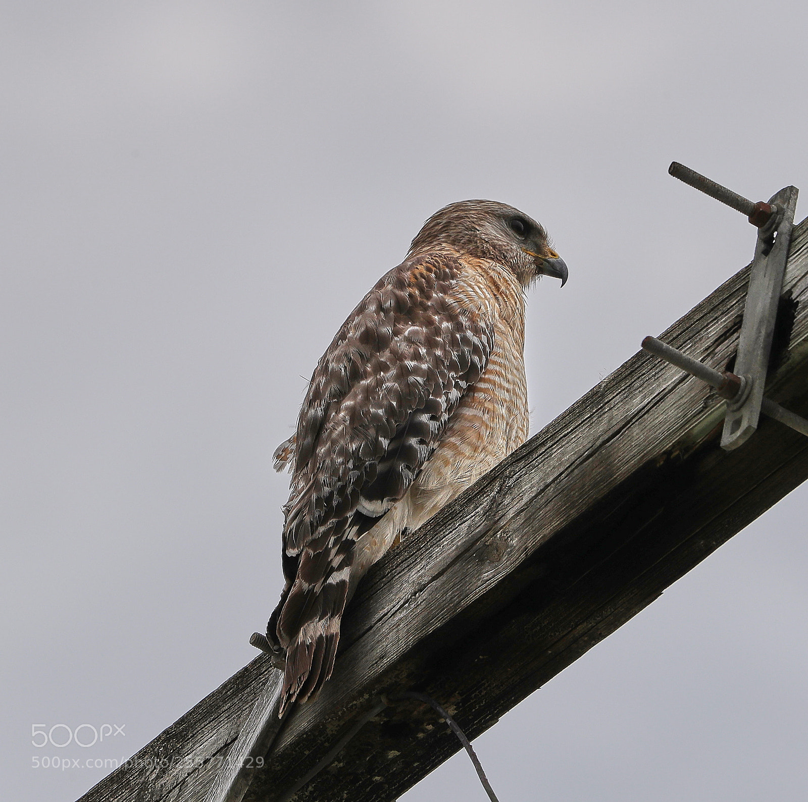 Canon EOS-1D X Mark II sample photo. 04-29-18-0015267.jpg photography