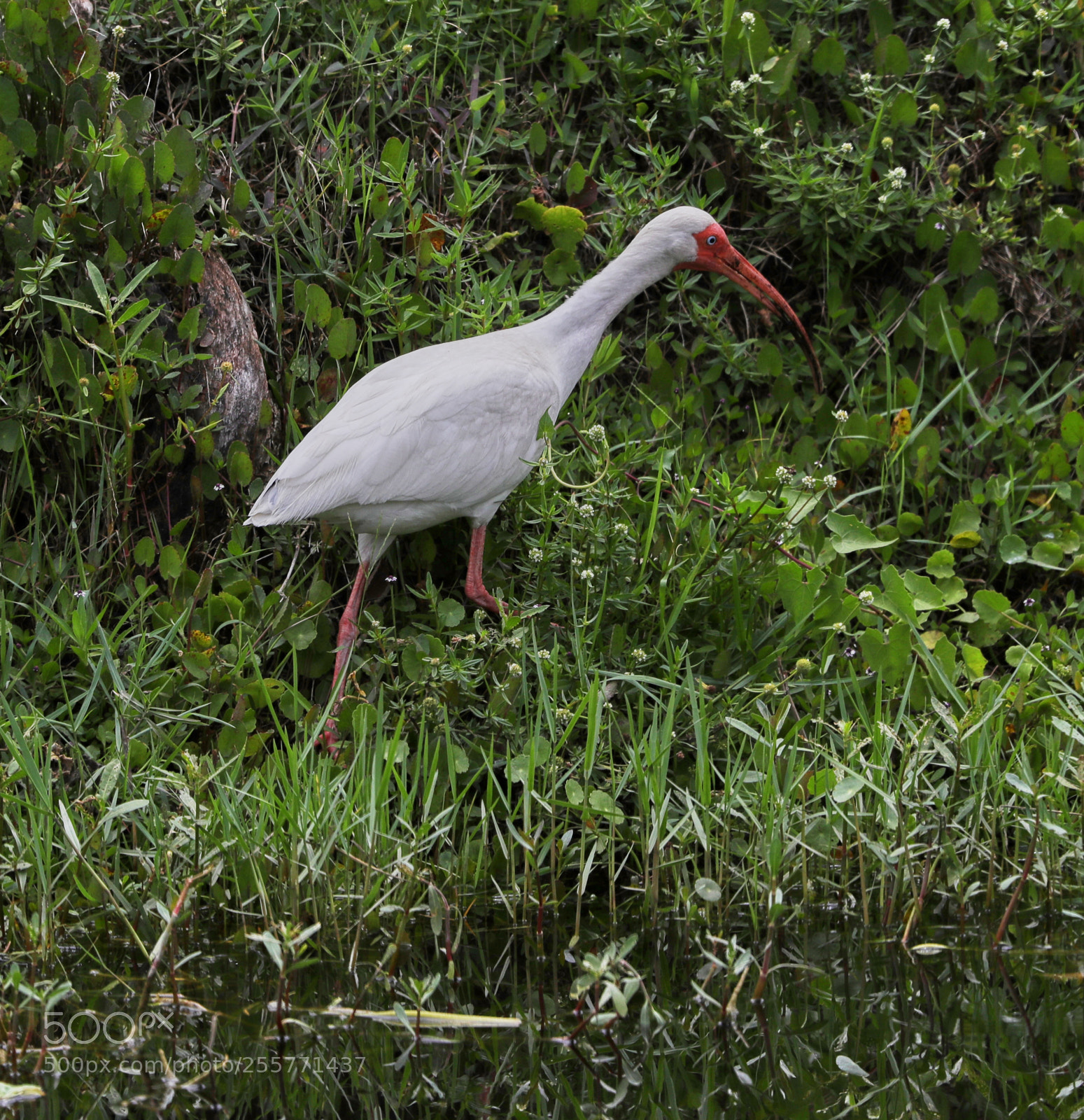 Canon EOS-1D X Mark II sample photo. 04-29-18-0015266.jpg photography