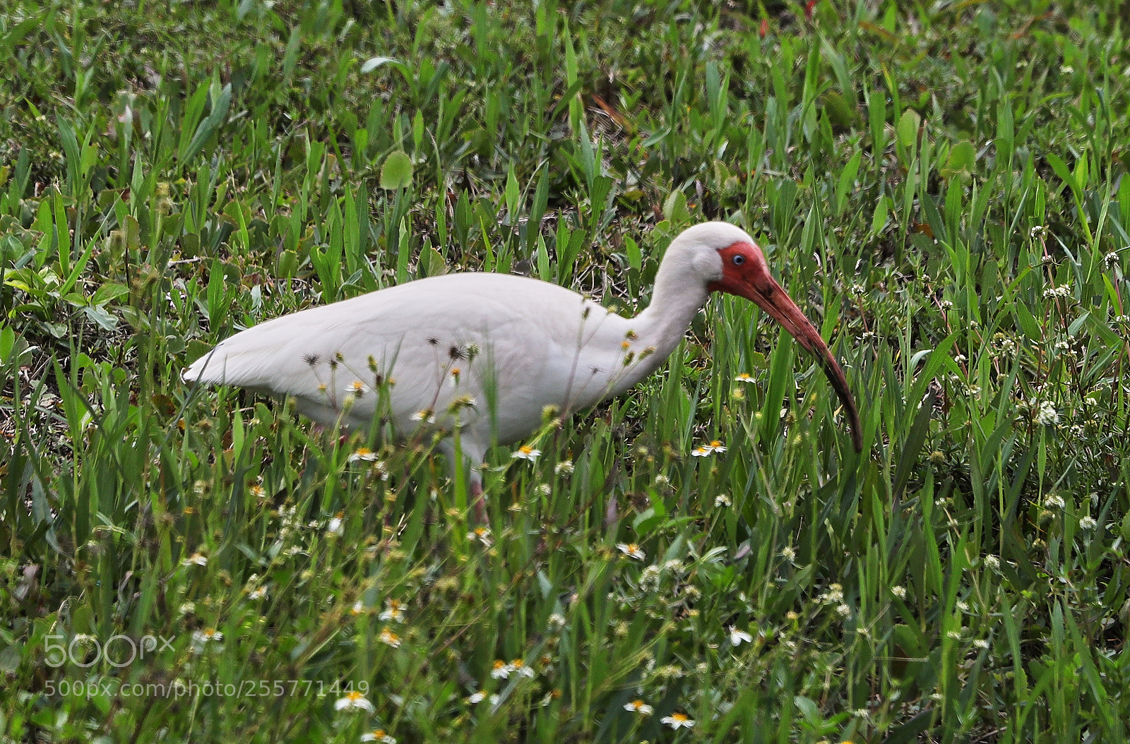 Canon EOS-1D X Mark II sample photo. 04-29-18-0015263.jpg photography