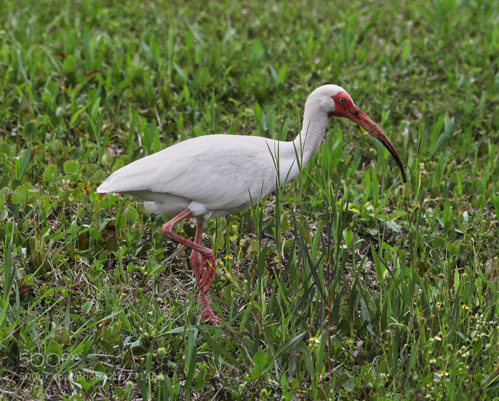 Canon EOS-1D X Mark II sample photo. 04-29-18-0015264.jpg photography