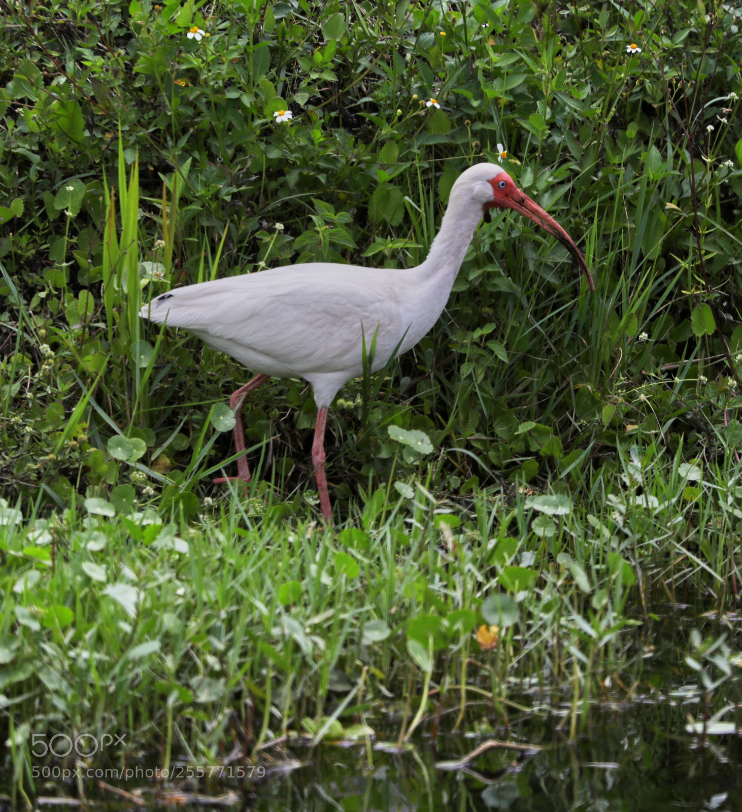 Canon EOS-1D X Mark II sample photo. 04-29-18-0015260.jpg photography