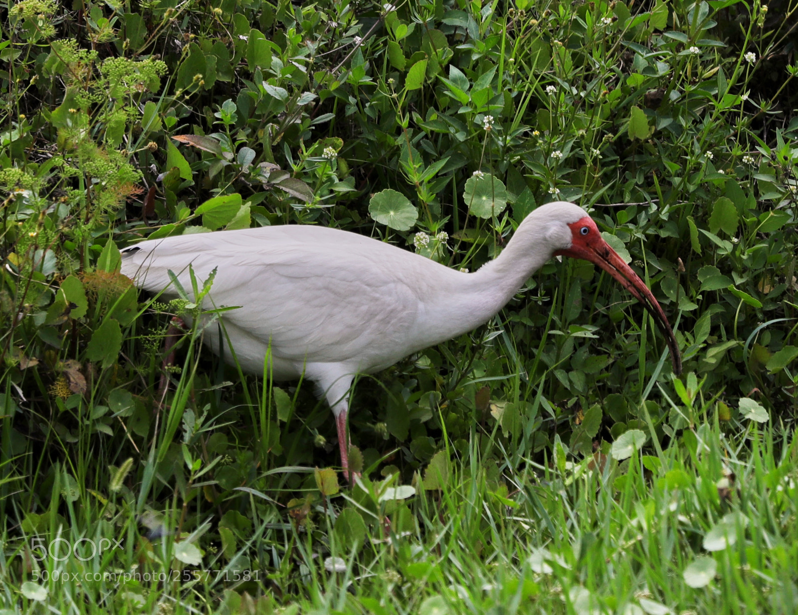 Canon EOS-1D X Mark II sample photo. 04-29-18-0015262.jpg photography