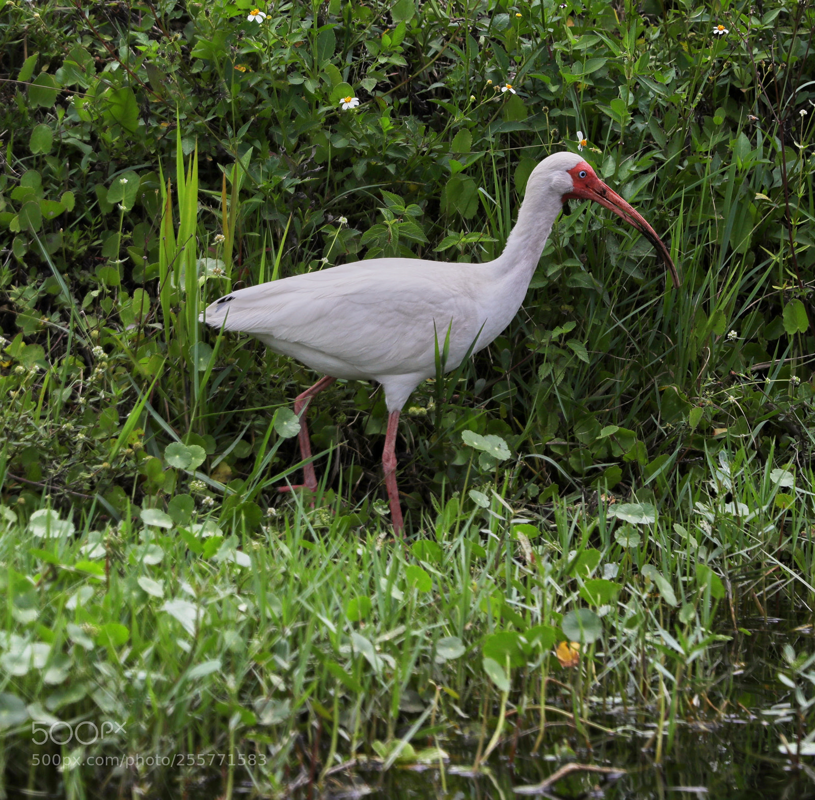 Canon EOS-1D X Mark II sample photo. 04-29-18-0015259.jpg photography