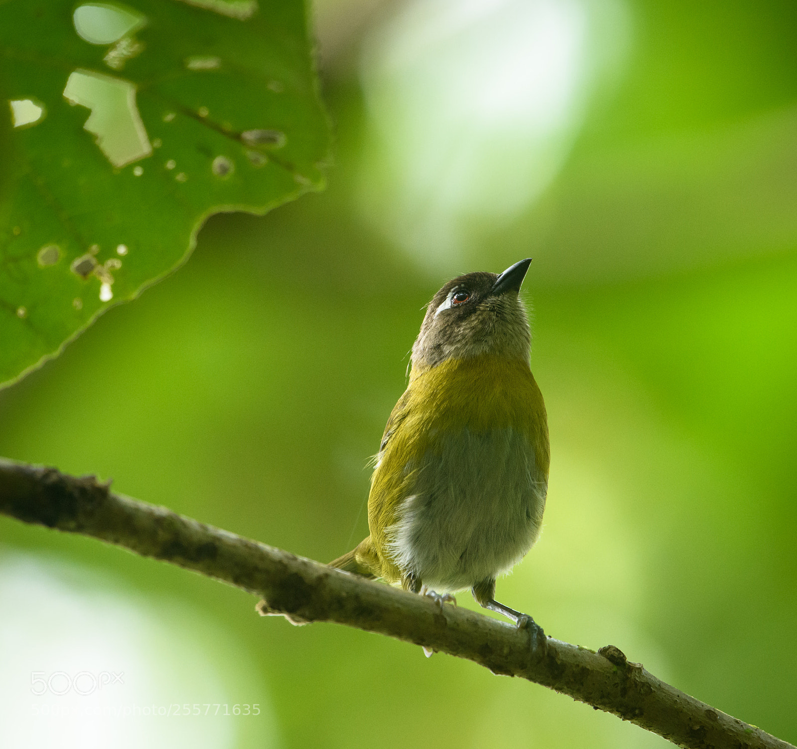 Nikon D850 sample photo. Bush tanager photography
