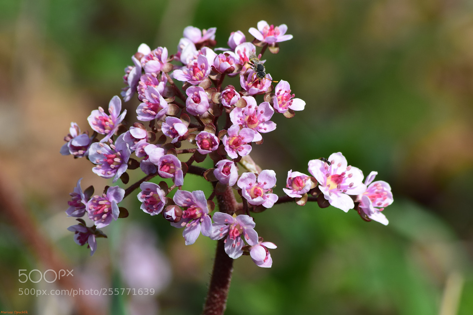 Nikon D5300 sample photo. Pink flowers photography