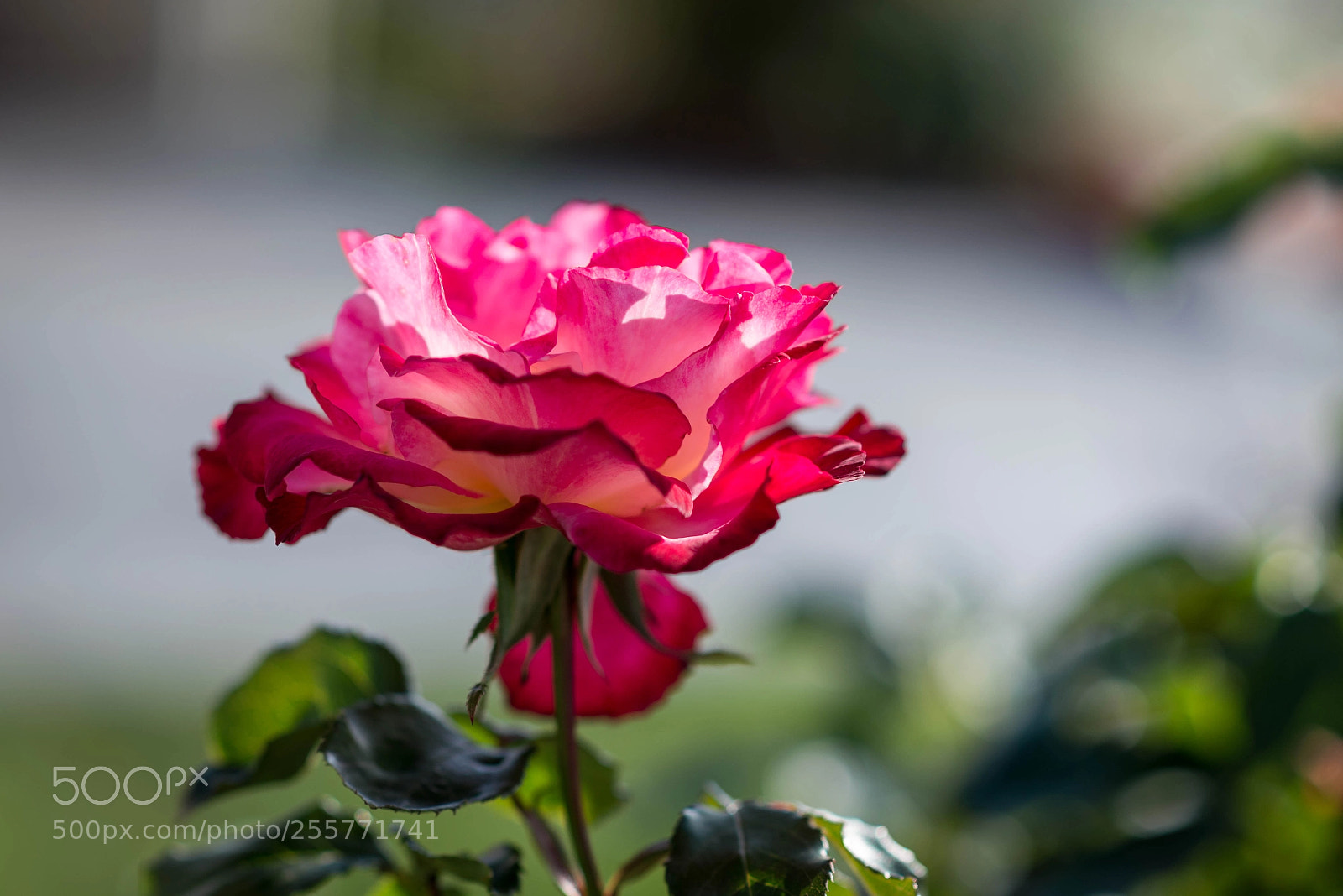 Nikon D610 sample photo. The last one standing photography