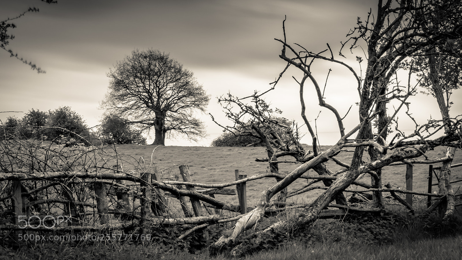 Canon EOS 70D sample photo. Dead trees photography