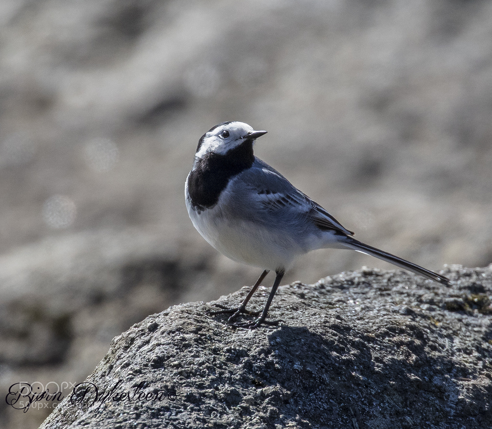 Canon EOS-1D X Mark II sample photo. White wagtail photography