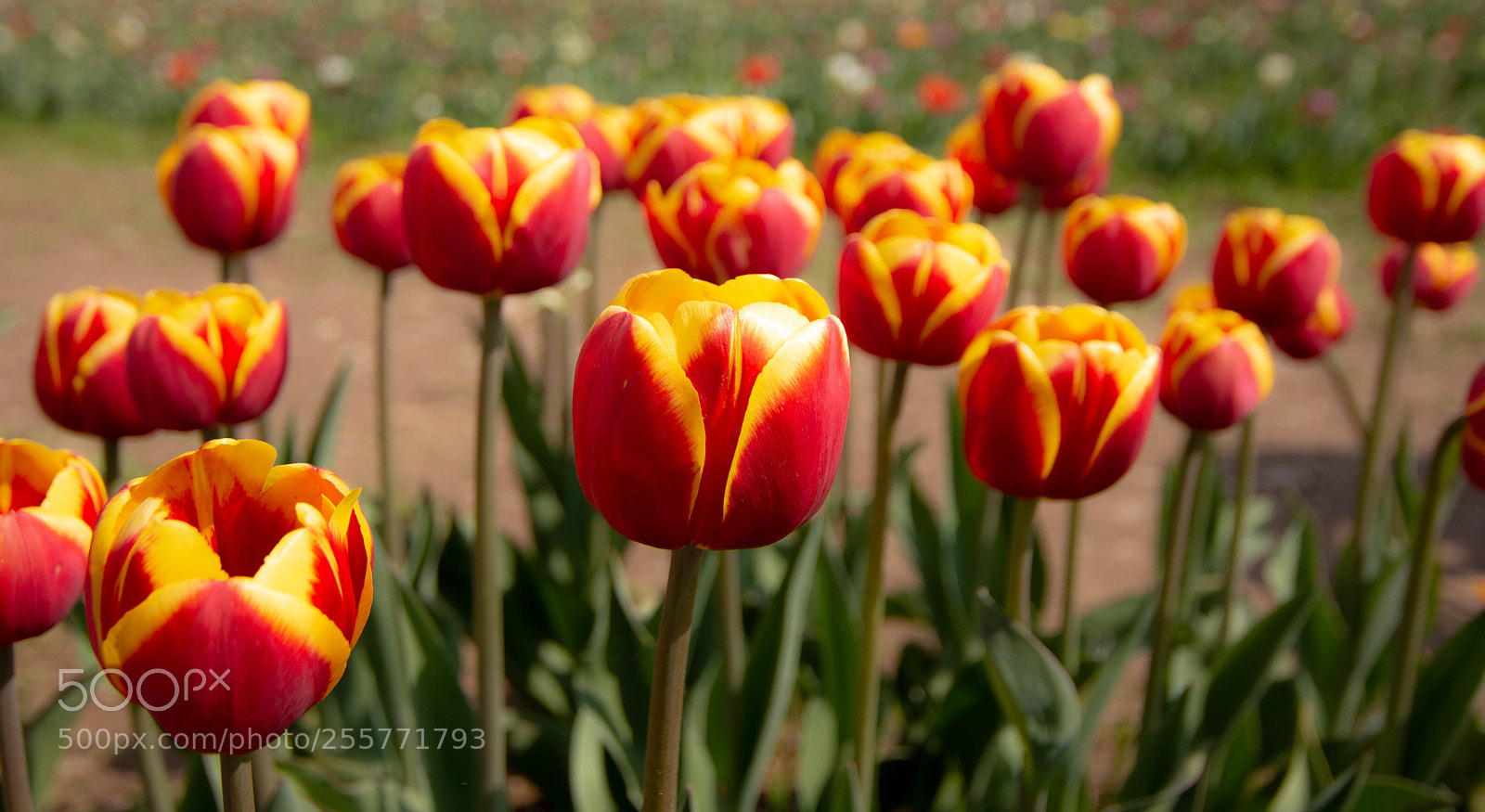 Nikon D7200 sample photo. Tulipani photography