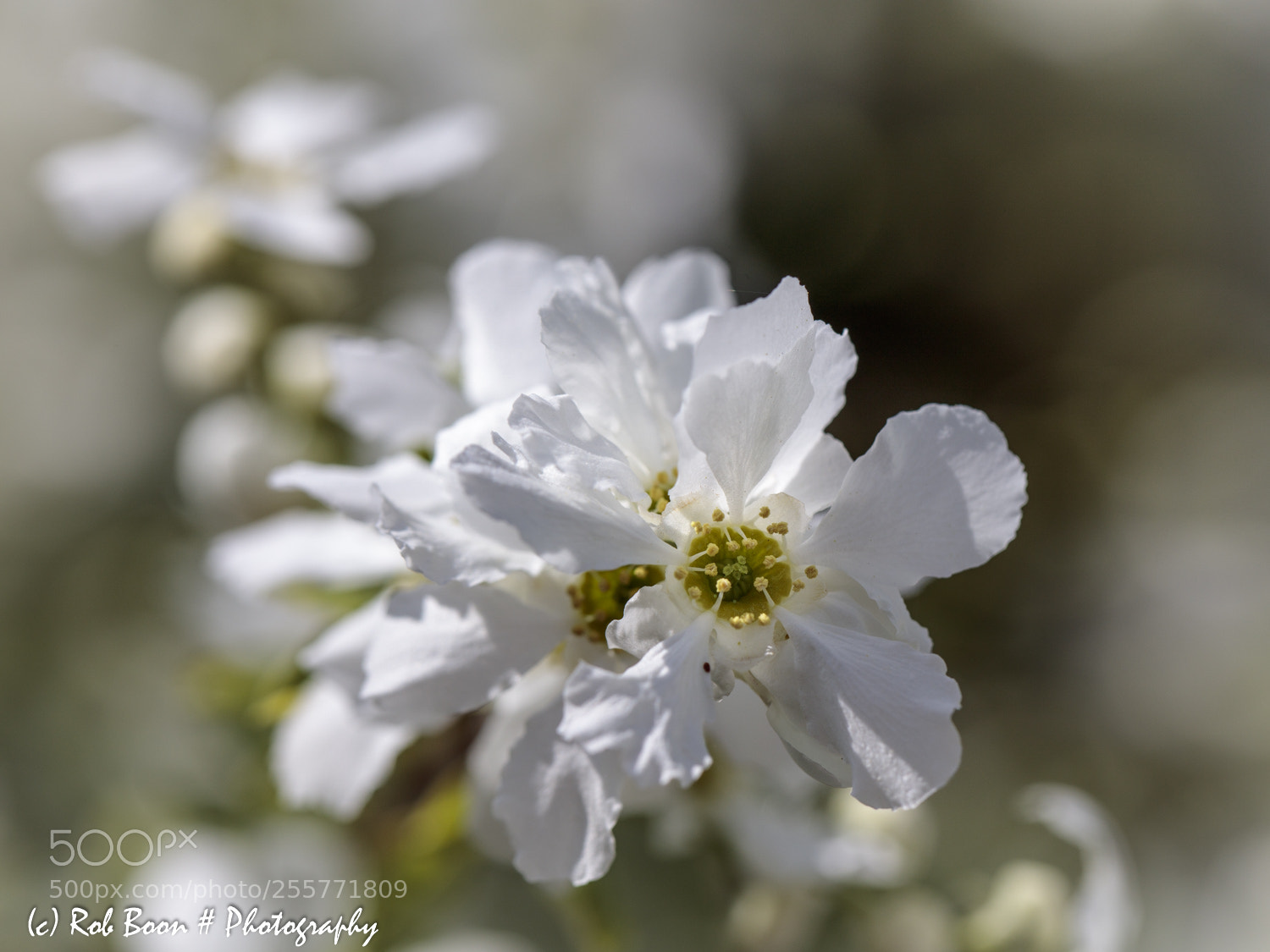 Canon EOS 5DS sample photo. Exochorda photography
