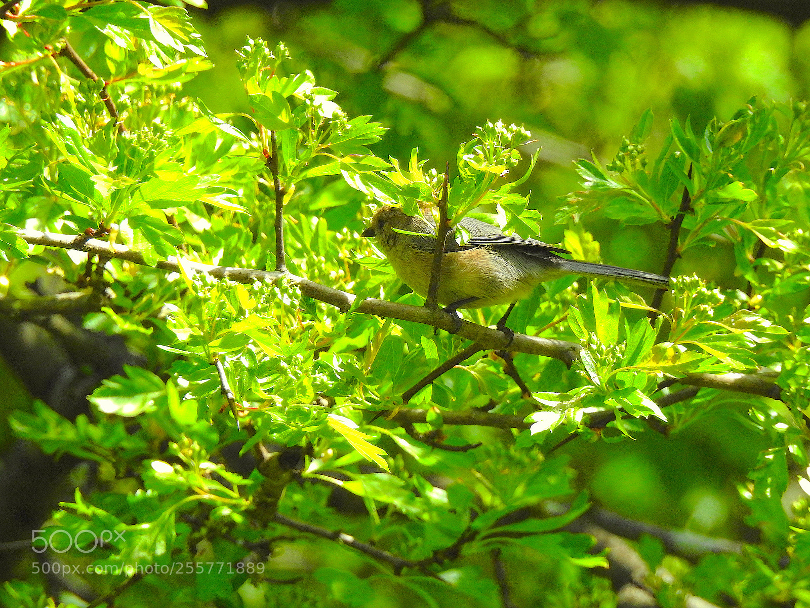 Nikon Coolpix P900 sample photo. Bushtit photography