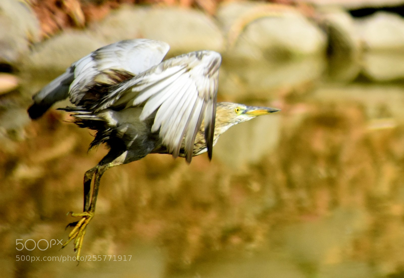 Nikon D7200 sample photo. Heron photography