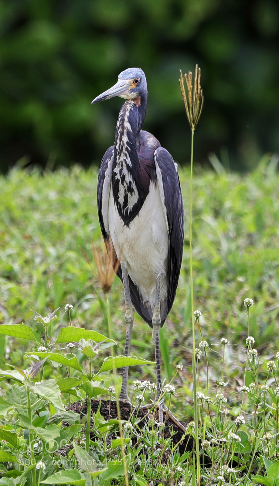 Canon EOS-1D X Mark II sample photo. 04-29-18-0015256.jpg photography