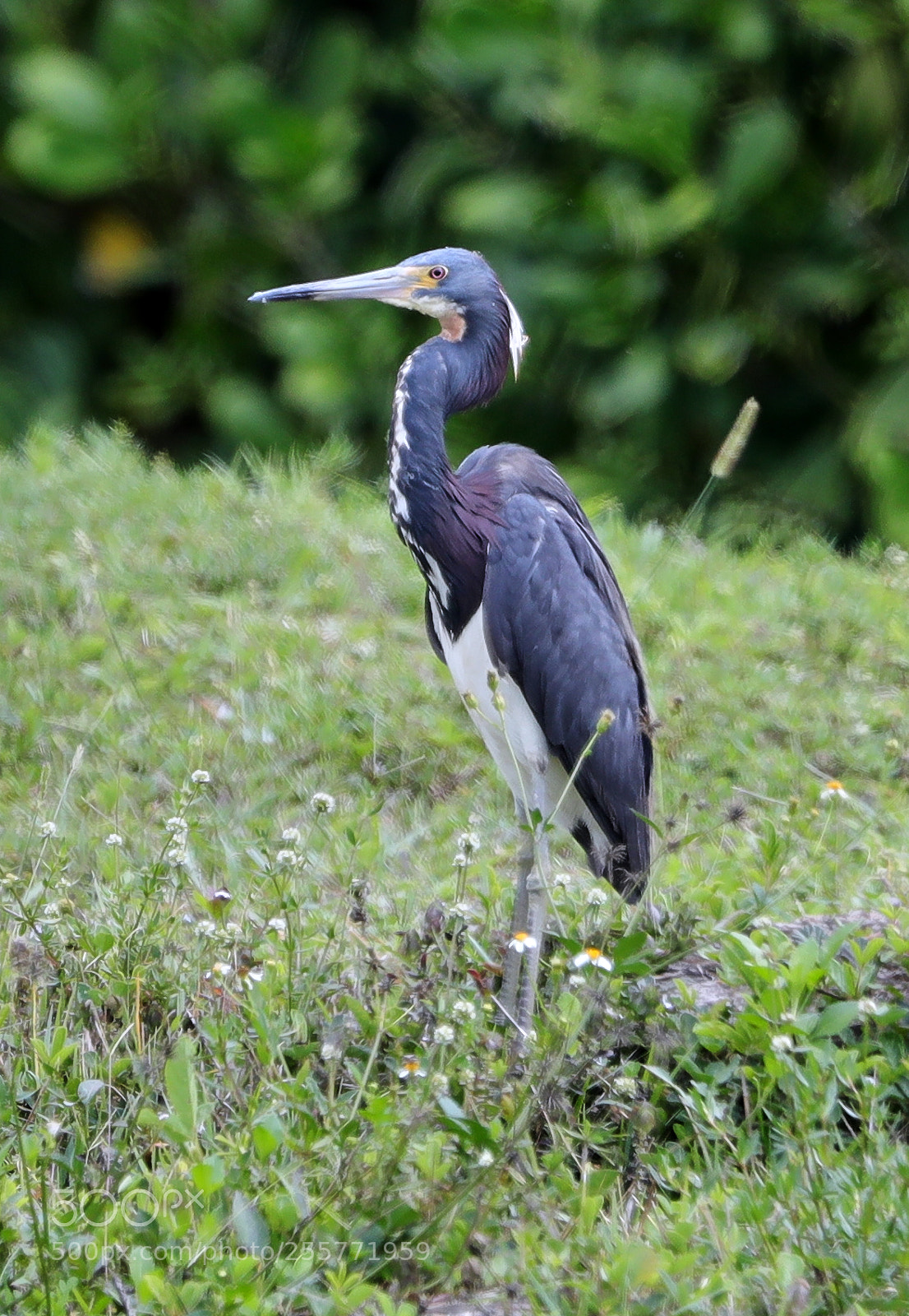 Canon EOS-1D X Mark II sample photo. 04-29-18-0015252.jpg photography