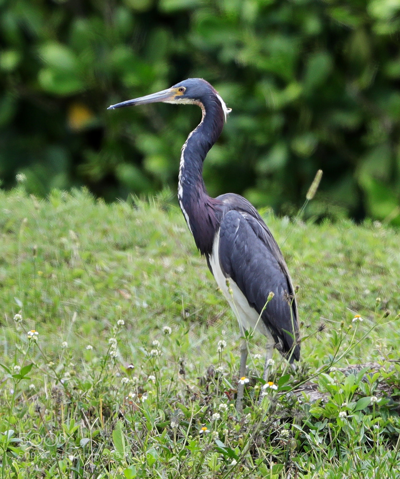 Canon EOS-1D X Mark II sample photo. 04-29-18-0015243.jpg photography