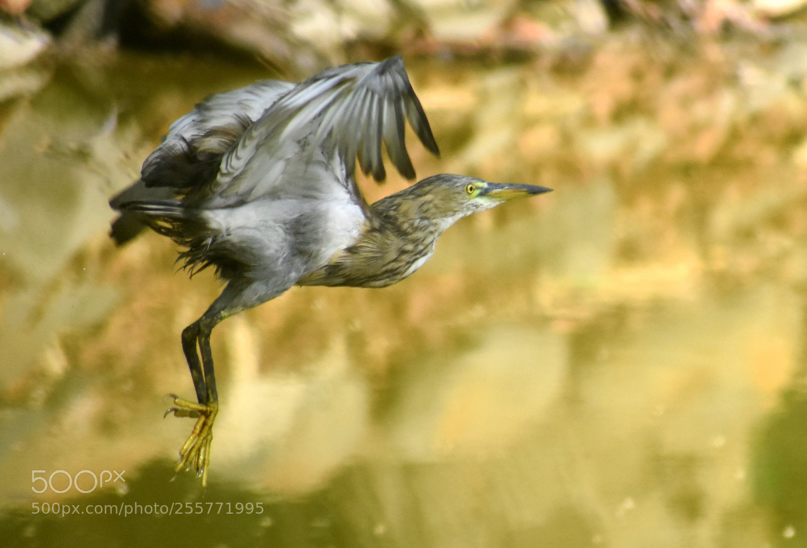 Nikon D7200 sample photo. Heron photography