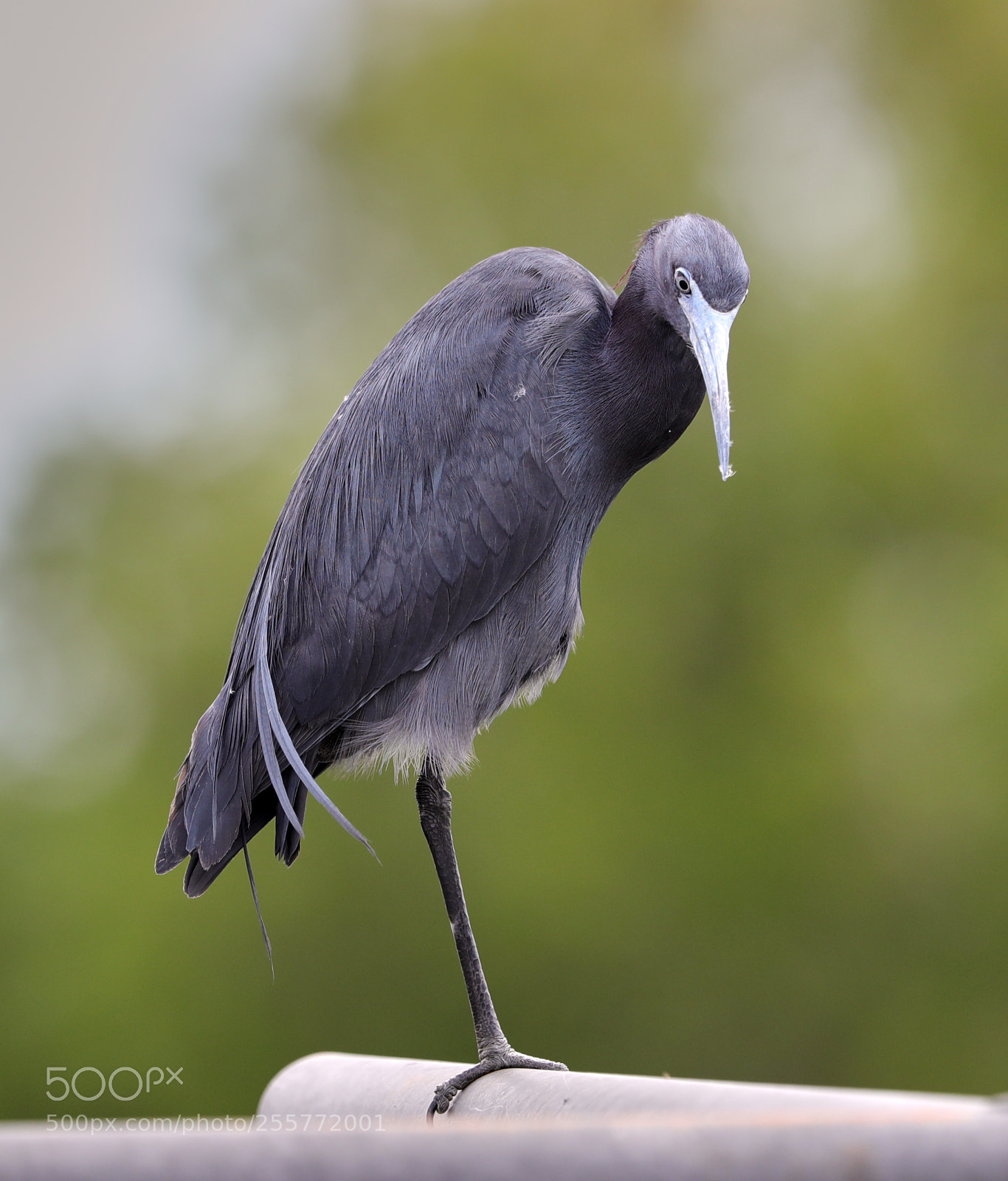 Canon EOS-1D X Mark II sample photo. 04-29-18-0015239.jpg photography