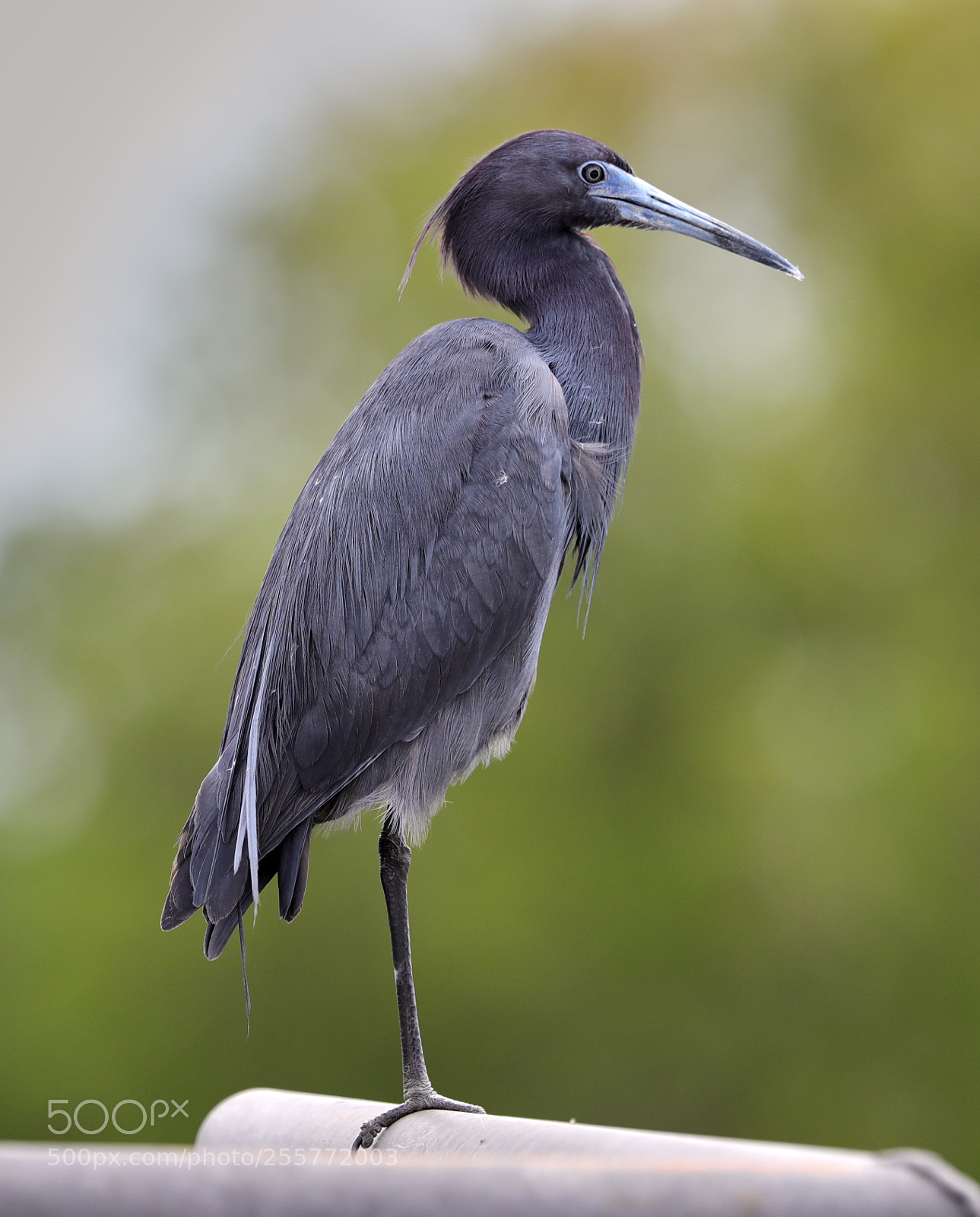 Canon EOS-1D X Mark II sample photo. 04-29-18-0015237.jpg photography
